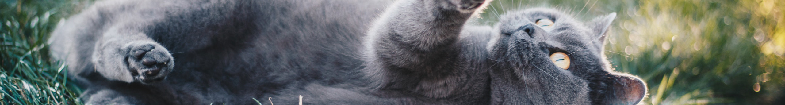 HollyZheng的个人主页（封面预览） - 主页封面设置 - 站酷设计师HollyZheng原创素材 - 站酷ZCOOL