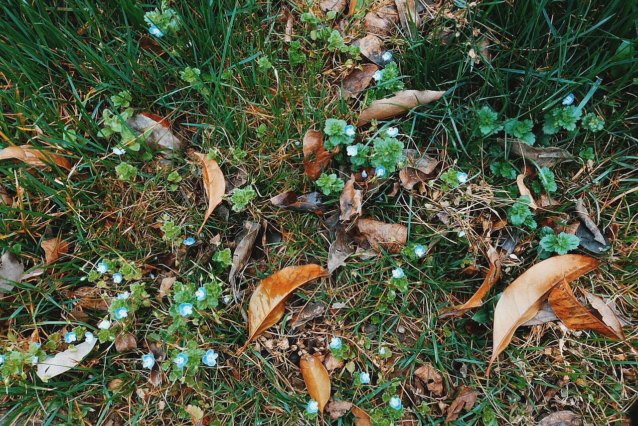 花花草草（图ZNTQzMTQyMDg=） - 风光摄影 - 站酷设计师wangzhongguo原创素材 - 站酷ZCOOL