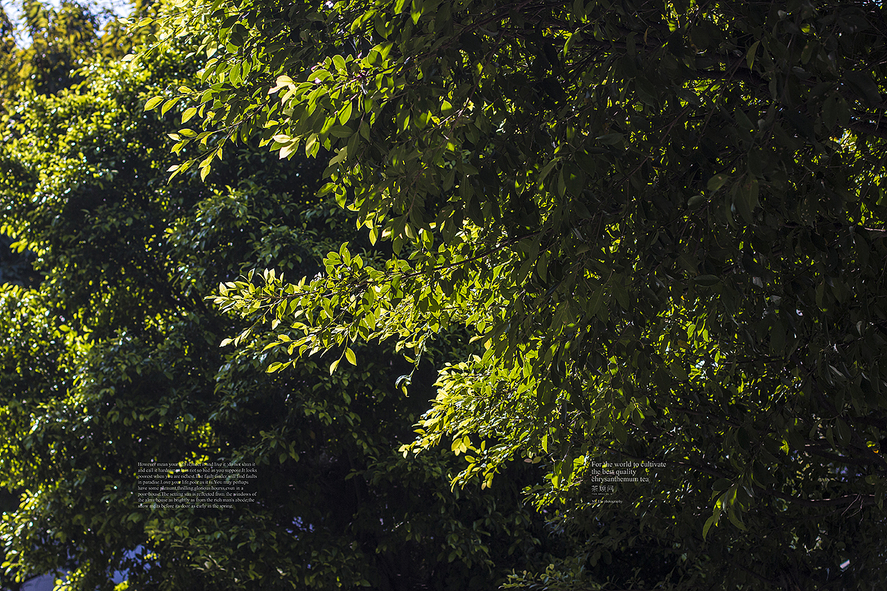 广州的冬天-时运与涅槃