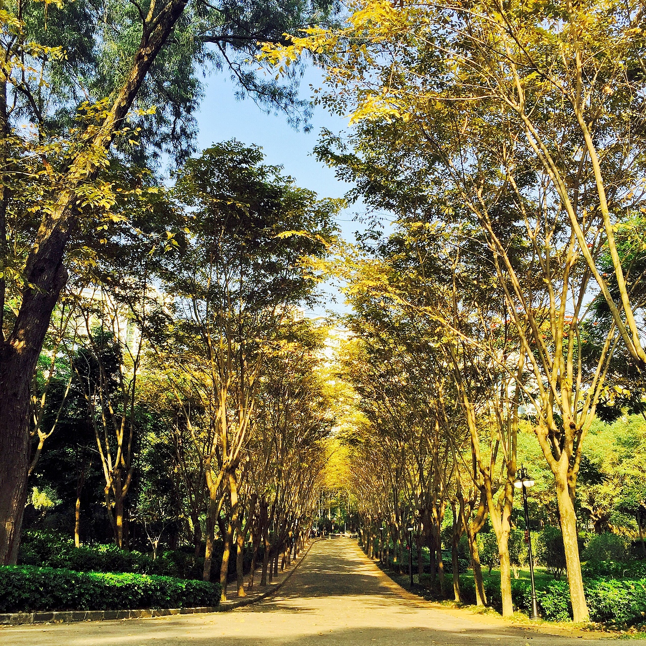 深圳蓮花山（圖ZNjk0MzEyOTY=） - 風光攝影 - 站酷設計師chenzehui原創(chuàng)素材 - 站酷ZCOOL