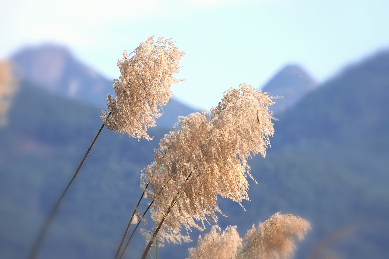 开了又开的紫荆花