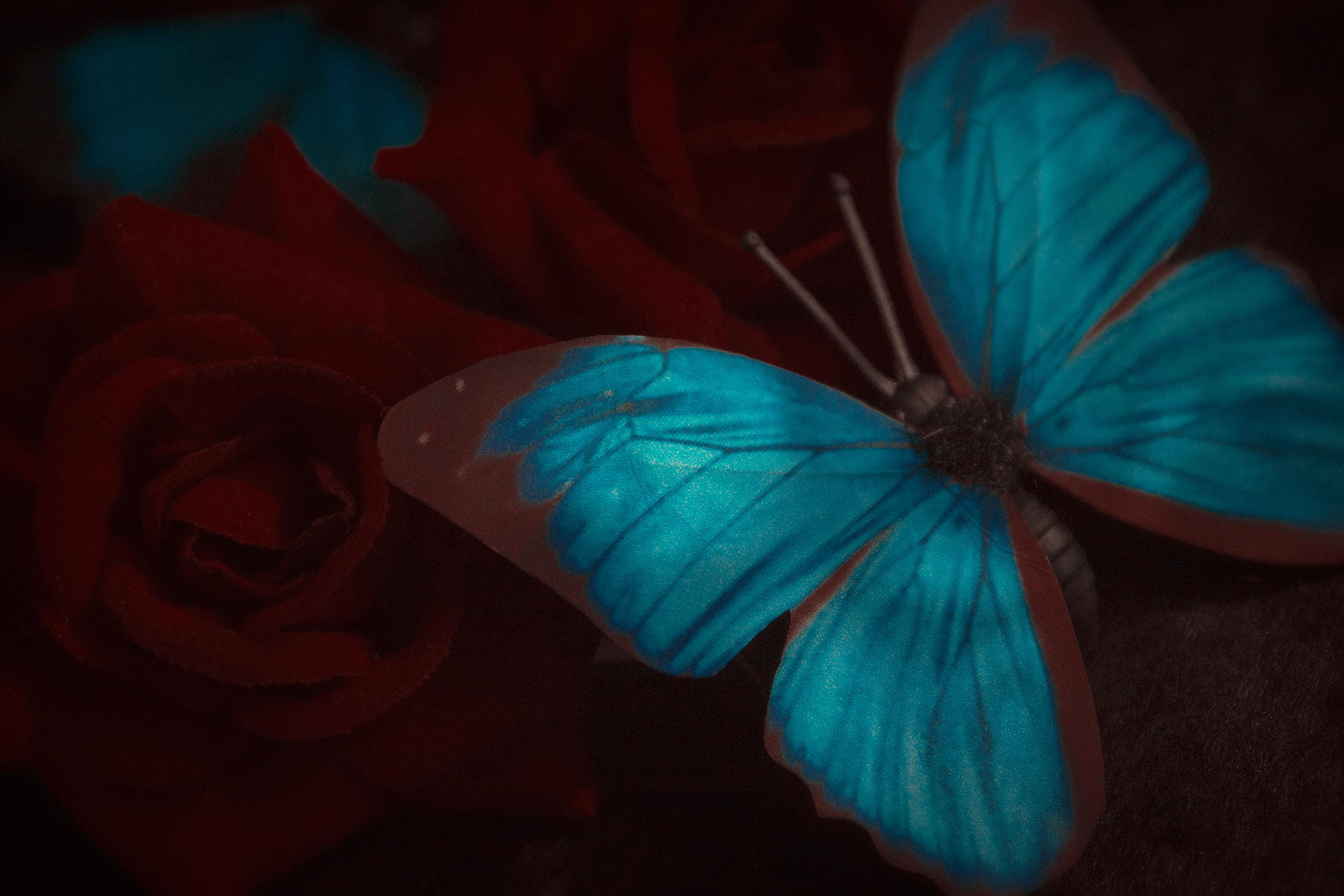 随便拍拍 蝴蝶和玫瑰