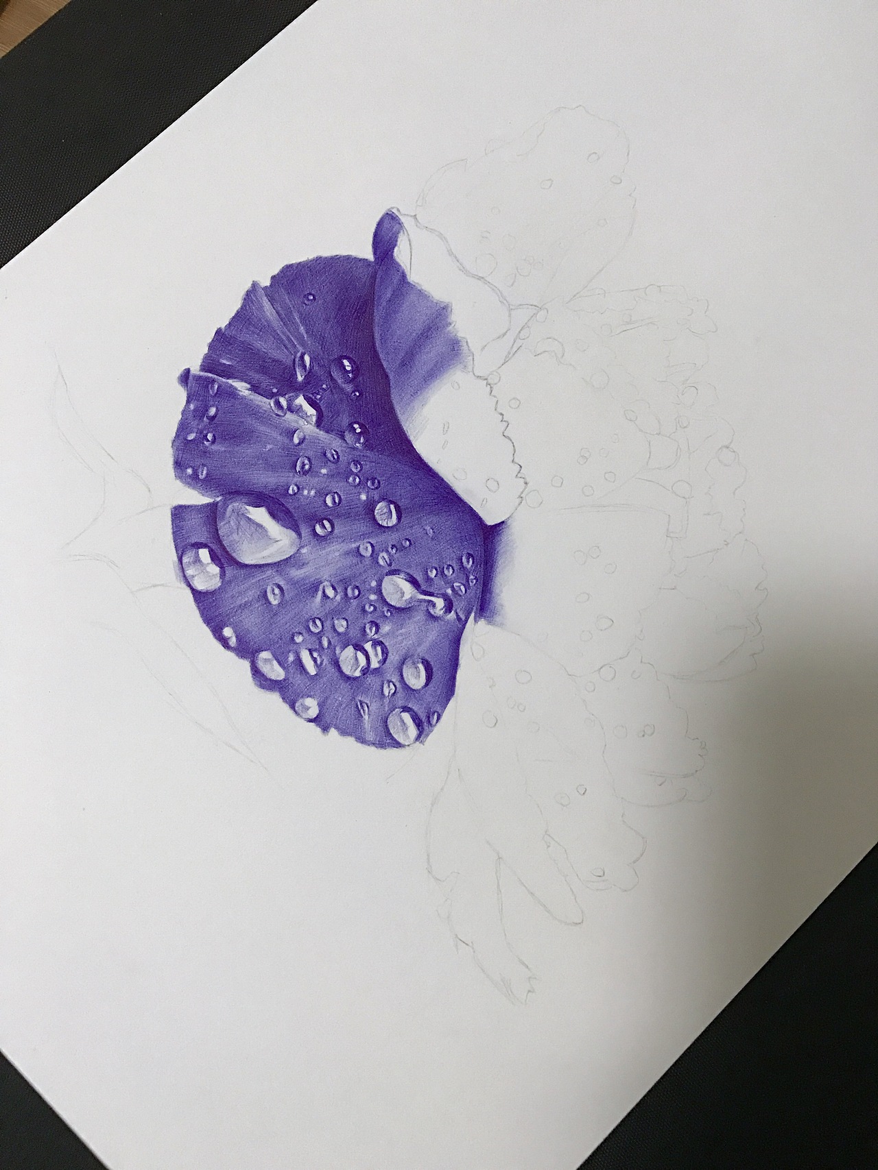 圆珠笔画《康乃馨》-带步骤