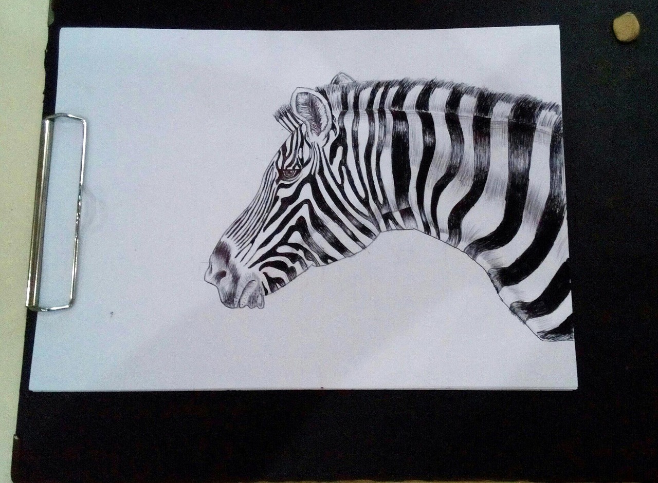 钢笔画斑马斑马