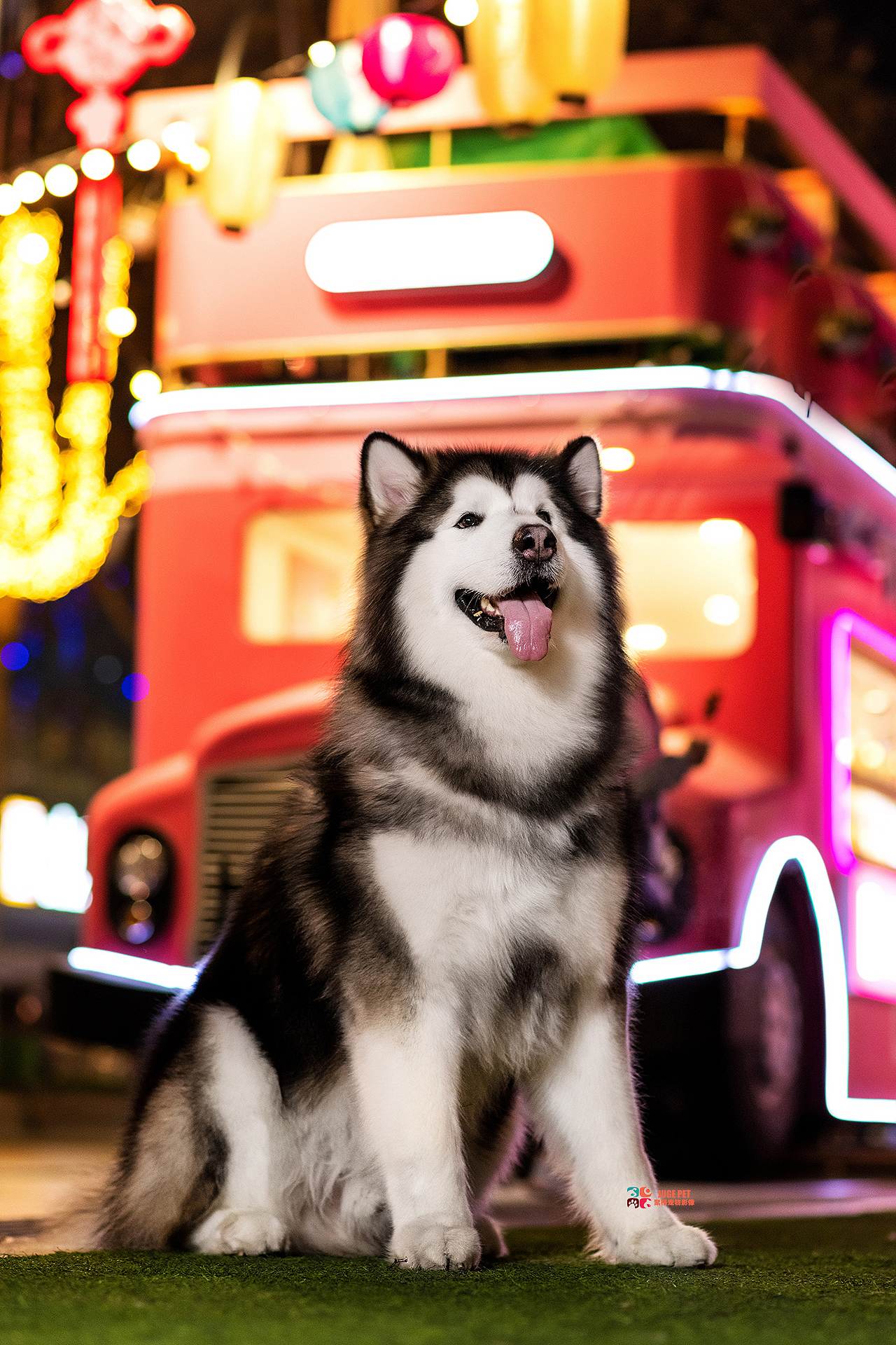 宠物摄影|夜景拍摄