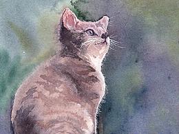 水彩画-动物，静物