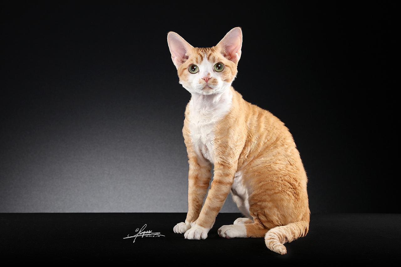 德文卷毛猫