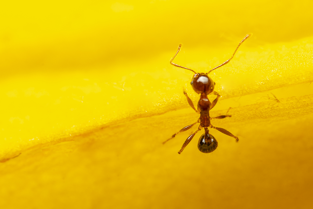 微观世界-今天在家抓了个壮丁（图ZMTk4ODI0OTQw） - 风光摄影 - 站酷设计师bracelee原创素材 - 站酷ZCOOL