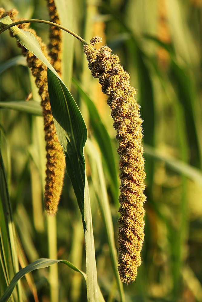 乡村的记忆|摄影|产品摄影|习小远的视界 - 原创作品 - 站酷 (zcool)