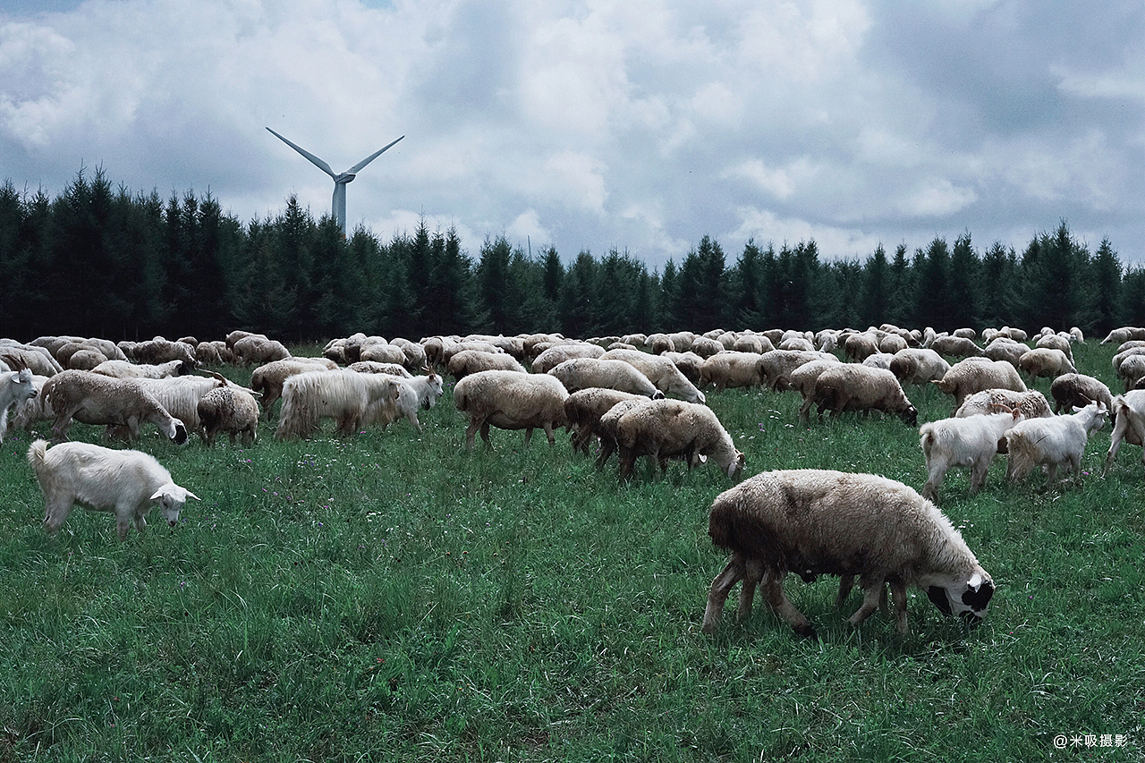 羊群贪婪的啃食着草地
露出岩石黄褐色的伤口