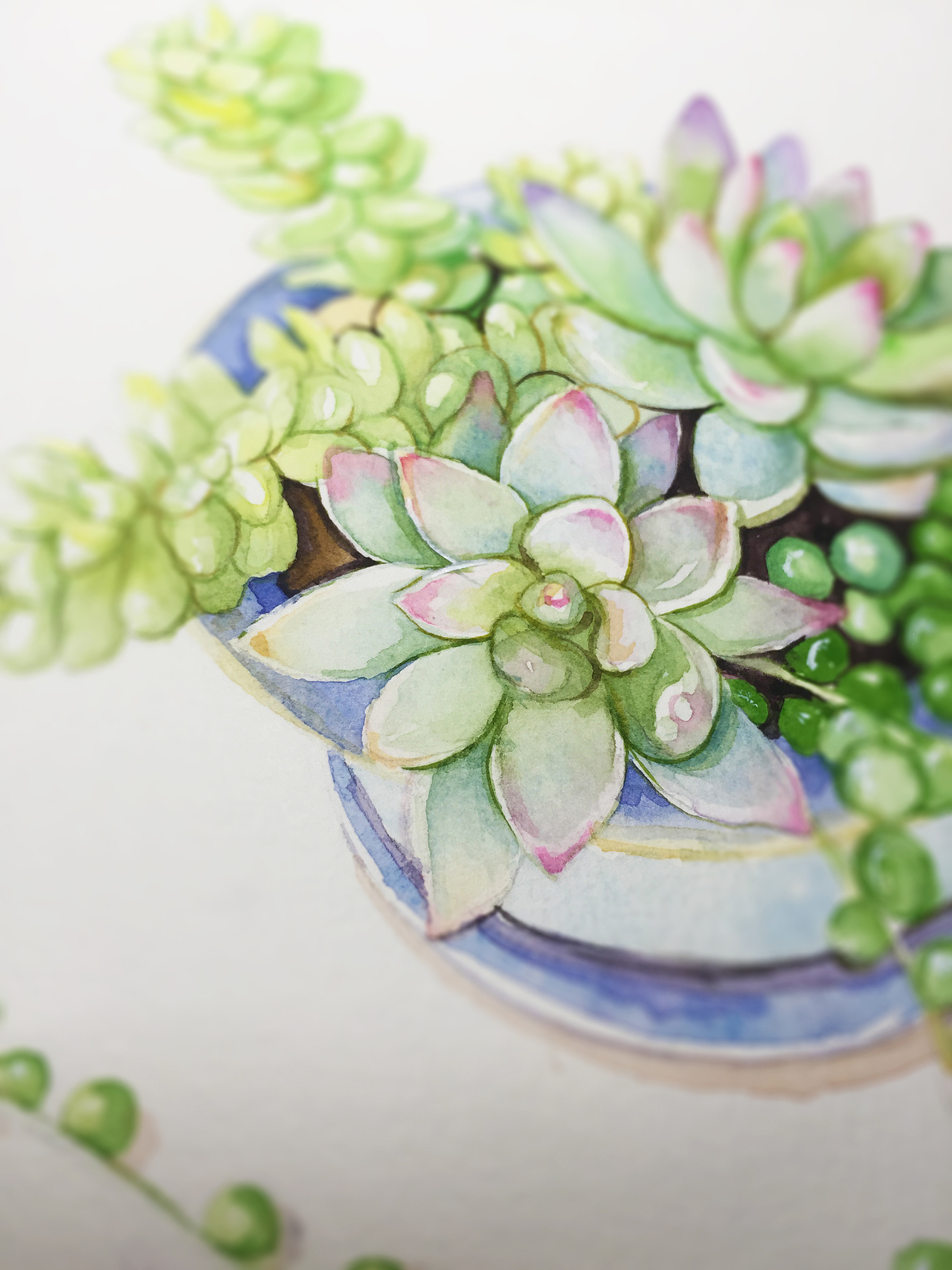 水彩手绘--多肉|纯艺术|绘画|蒲之未落_原创作品-站酷zcool