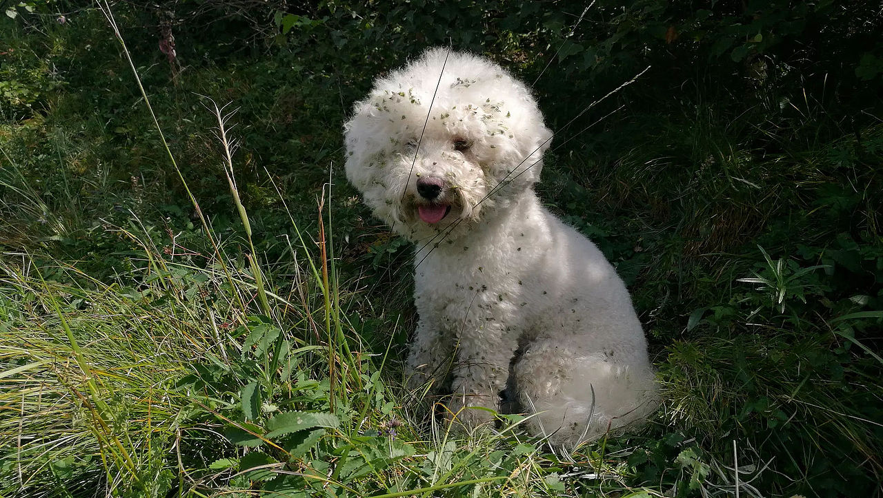 2018宠物合集（图ZMTQ0MDU5Mjk2） - 宠物摄影 - 站酷设计师黑猫姐姐原创素材 - 站酷ZCOOL