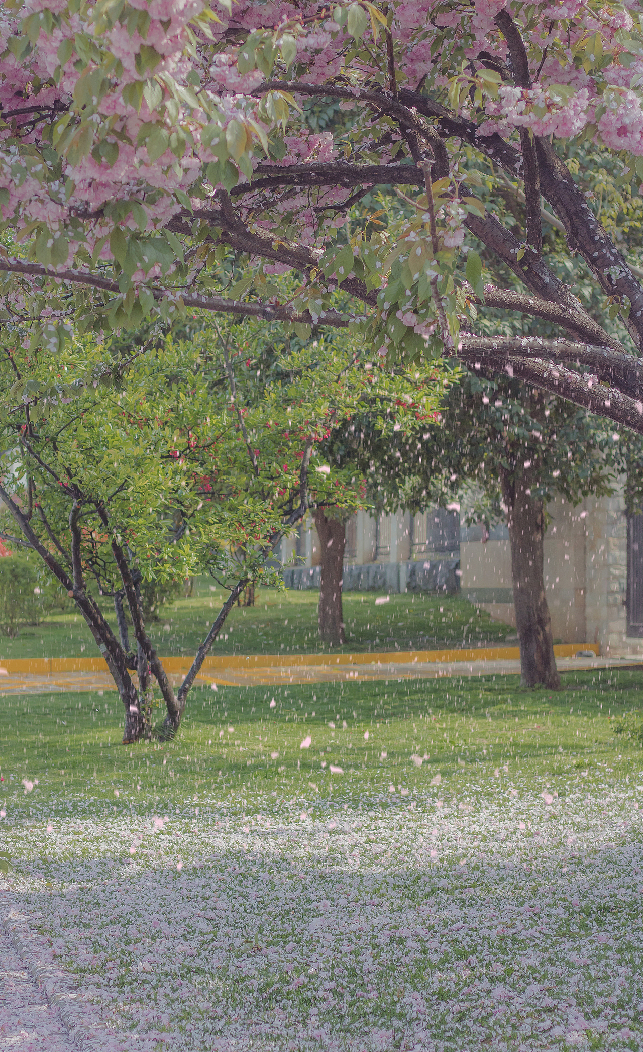 摄影|春天赏花才是正经事