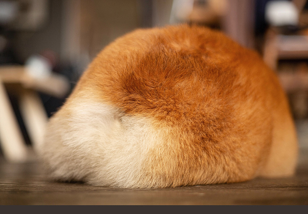 柯基可骑四岁生日纪念照片（图ZMTk5OTE0ODg0） - 宠物摄影 - 站酷设计师佳佳与可骑原创素材 - 站酷ZCOOL