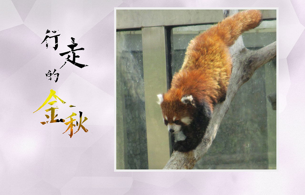 行走的金秋（图ZMTEzMTM4NzM2） - 宠物摄影 - 站酷设计师绿兮依原创素材 - 站酷ZCOOL