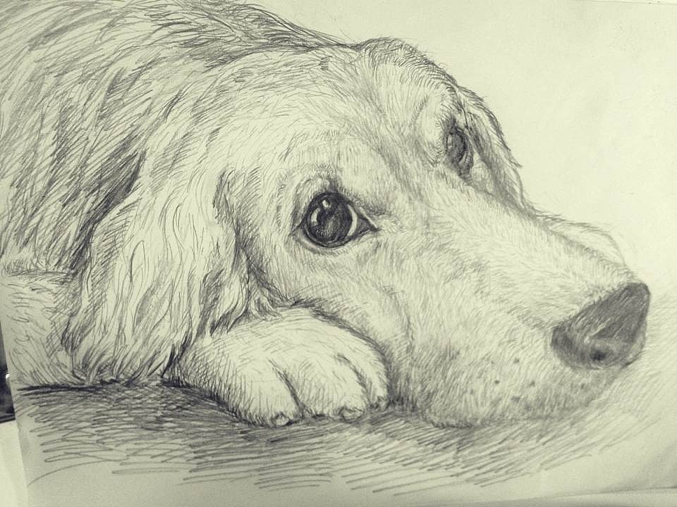 逝去的爱犬...（图ZMjEyMTk3NDQ=） - 绘画 - 站酷设计师空庐艺士原创素材 - 站酷ZCOOL