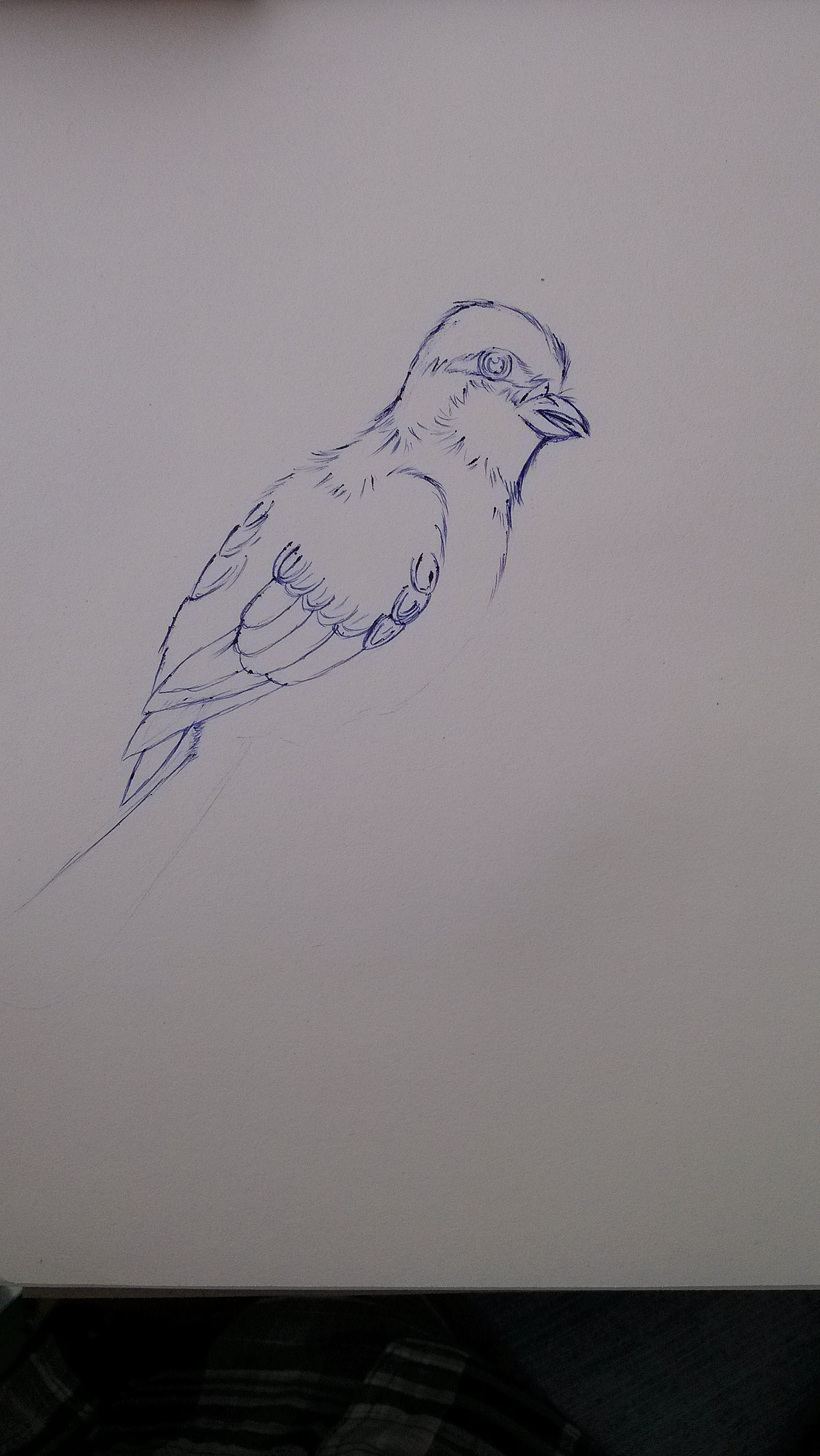 第一次尝试用圆珠笔直接起形绘画,本想着画只小鸟,把每个步骤告诉他,结果... ...