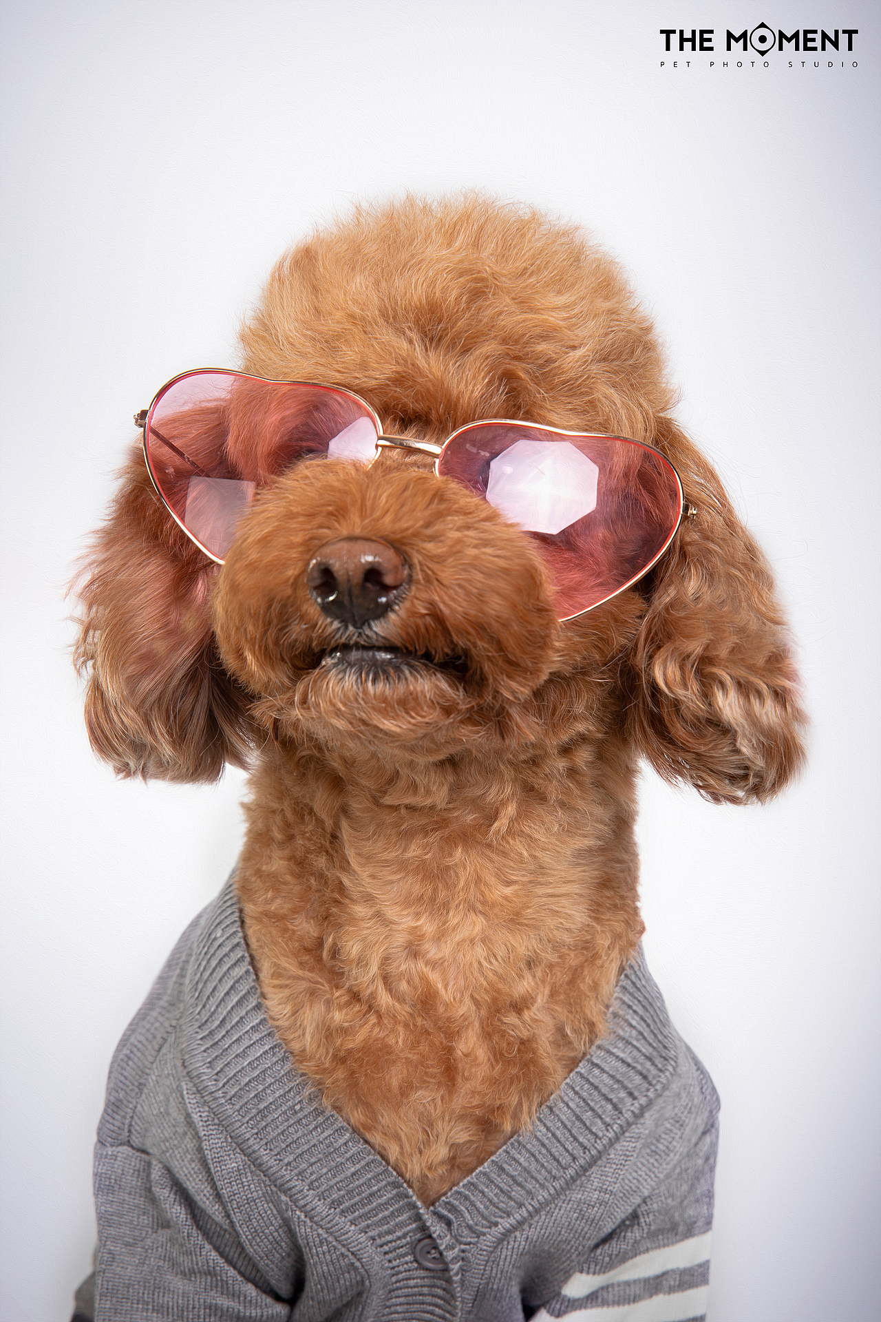 宠物摄影 萌宠造型秀