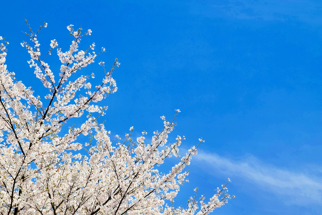 随拍-樱花-无锡鼋头渚