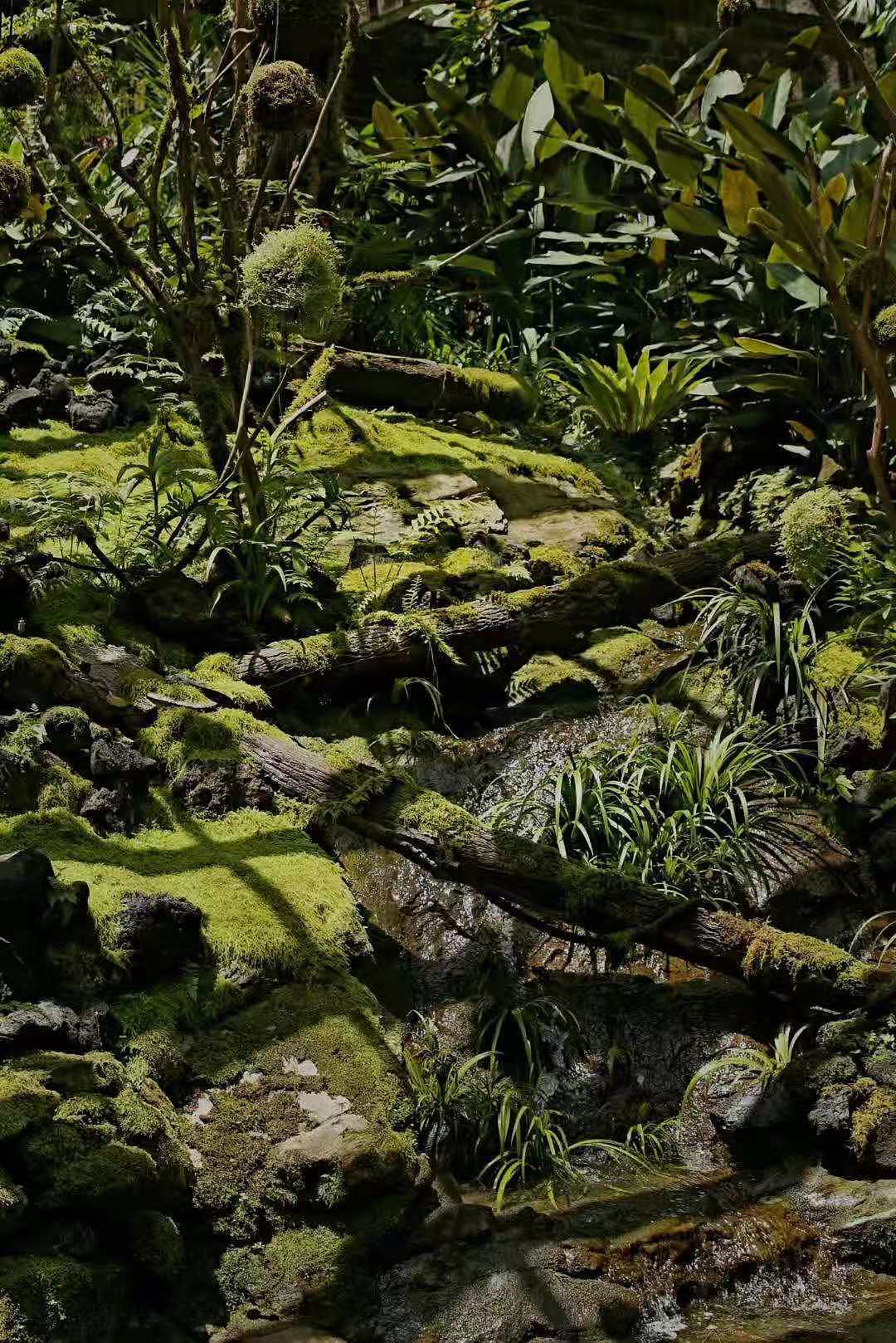 亚马逊森林微景观