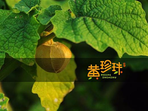 黄珍珠-LOGO（个人主页-ZMjg4NjY4MjQ=） - Logo - 站酷设计师芒榴菇凉原创素材 - 站酷ZCOOL