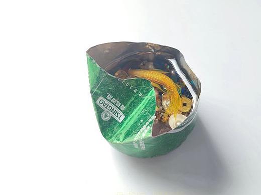 青啤罐锦鲤鱼