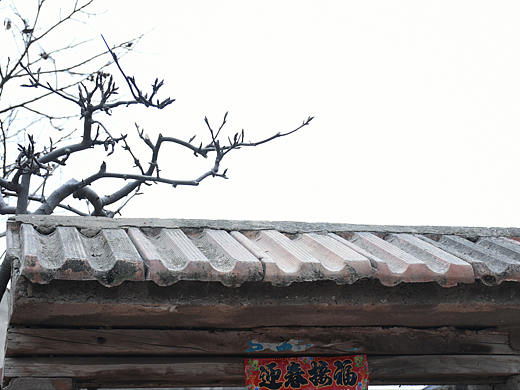 植物和建筑