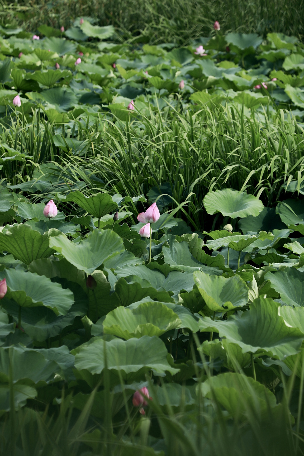 接天莲叶无穷碧 映日荷花别样红