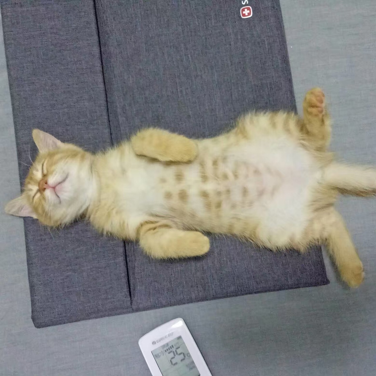 菜刀眼黄豆芽的日常（图ZODEwMzcxMjg=） - 宠物摄影 - 站酷设计师violasean原创素材 - 站酷ZCOOL