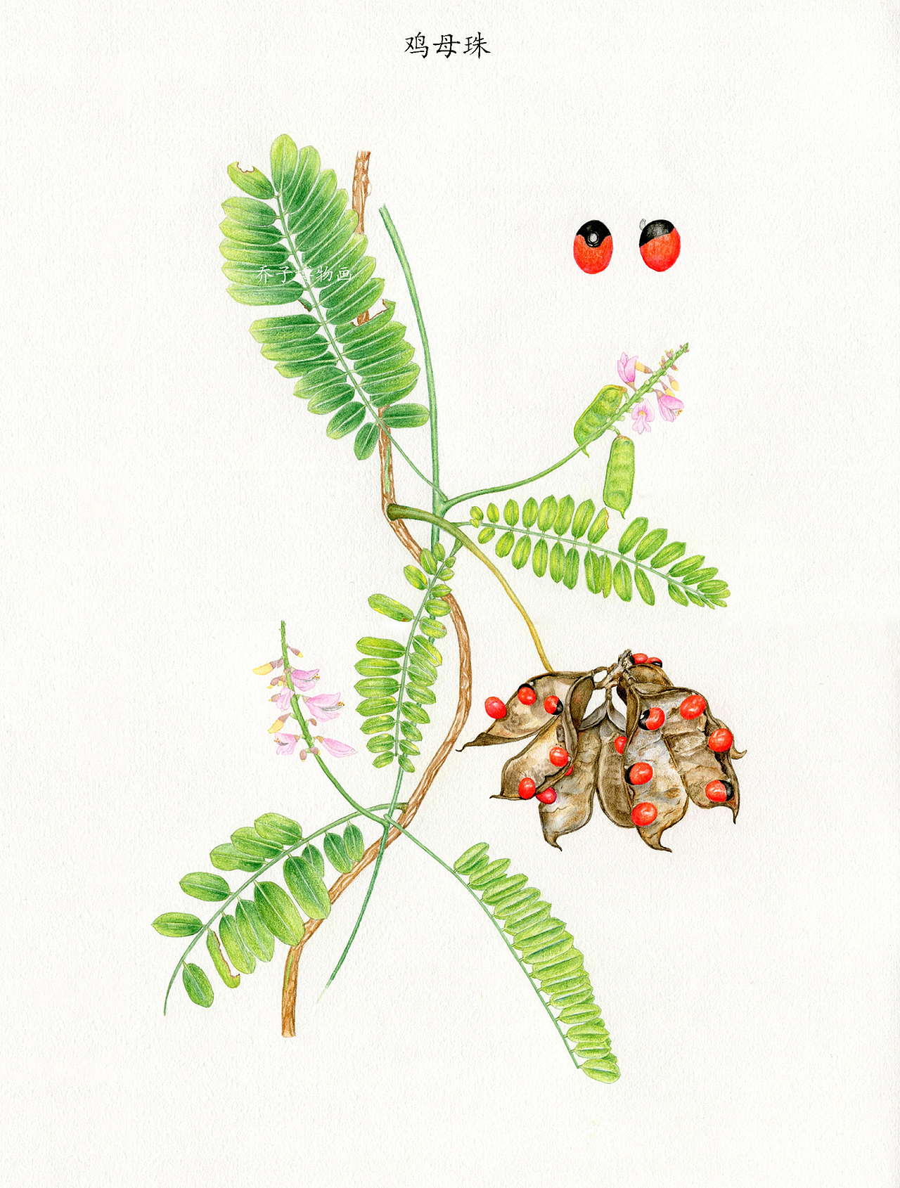 有毒植物|插画|艺术插画|自然插画师乔子_原创作品-站酷zcool