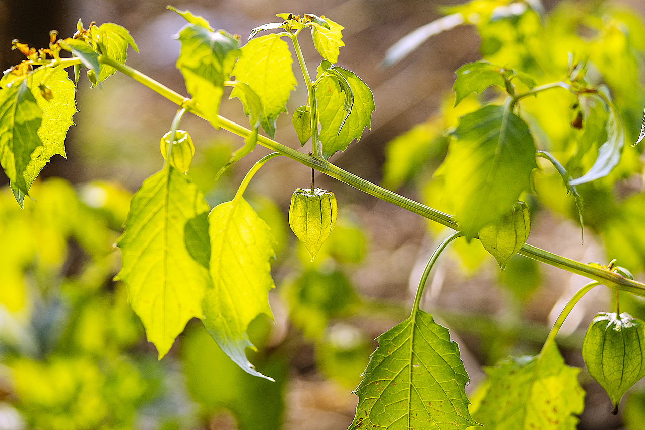绿意盎然灯笼果（图ZMTg4ODk2OTQw） - 风光摄影 - 站酷设计师大侠彭娜娜原创素材 - 站酷ZCOOL