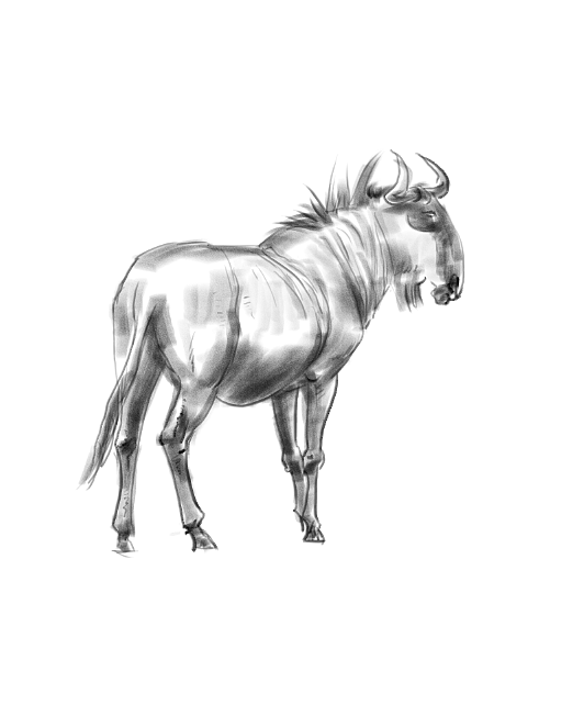 地铁上练习（动物篇）（图ZMTQ4MTk0NzMy） - 创作习作 - 站酷设计师S肚子爱画画D原创素材 - 站酷ZCOOL