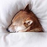 梦里有梦的头像