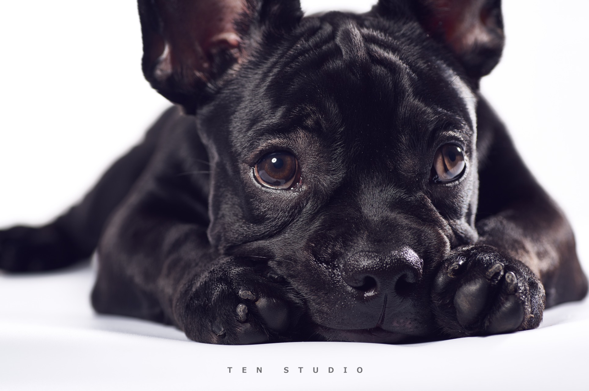 黑色法斗(第一次试拍宠物)