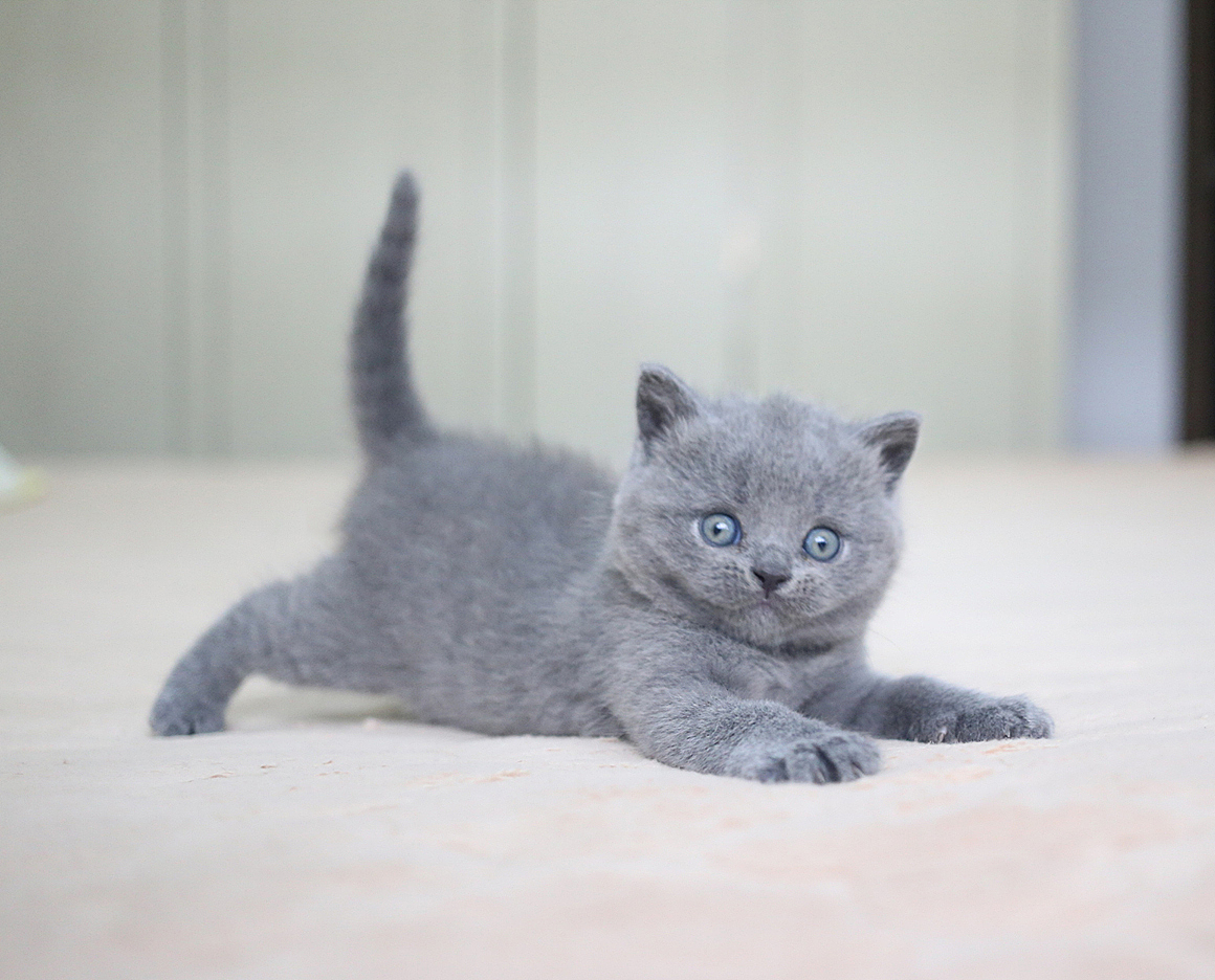 沐米猫舍 纯蓝色-英国短毛猫-高清照片