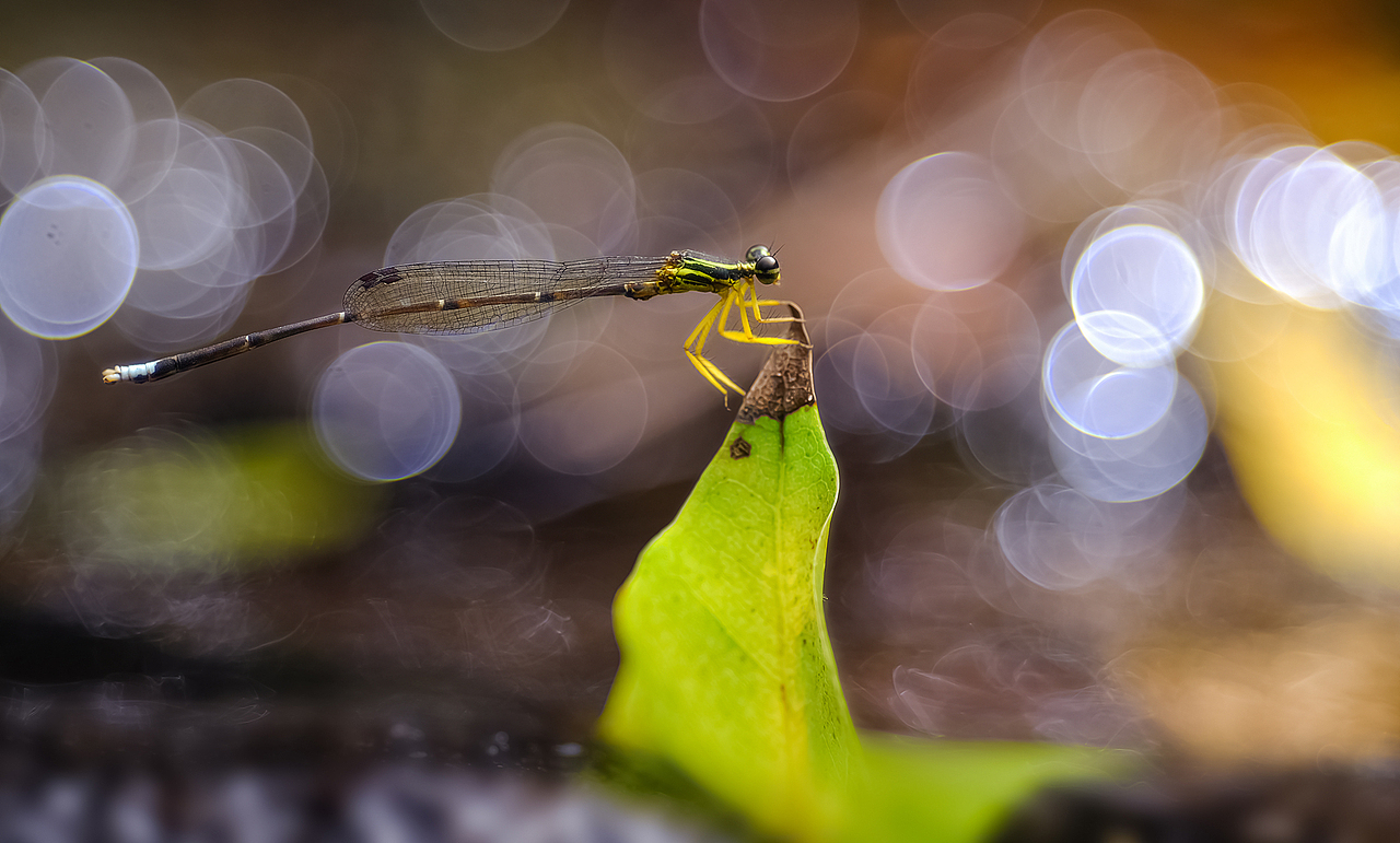 泡泡生态微小品