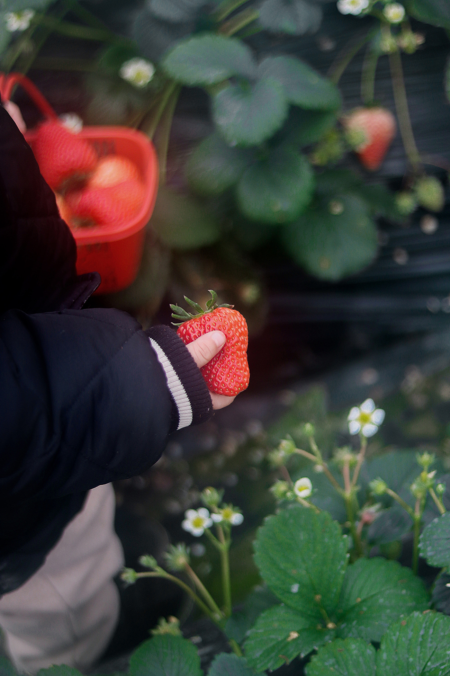 摘草莓