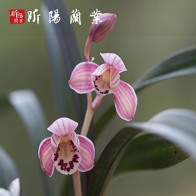 建兰—红草红荷（图ZMjI3NzY0ODQw） - 产品摄影 - 站酷设计师立尚原创素材 - 站酷ZCOOL