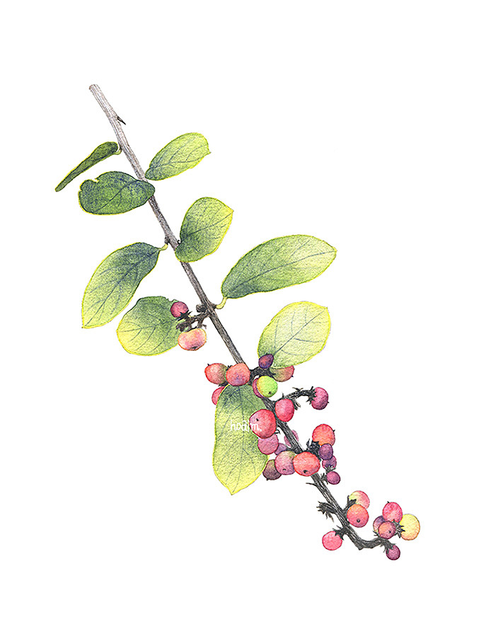 小果子（图ZMjAwNDgxMzQw） - 新锐潮流插画 - 站酷设计师Oaim原创素材 - 站酷ZCOOL