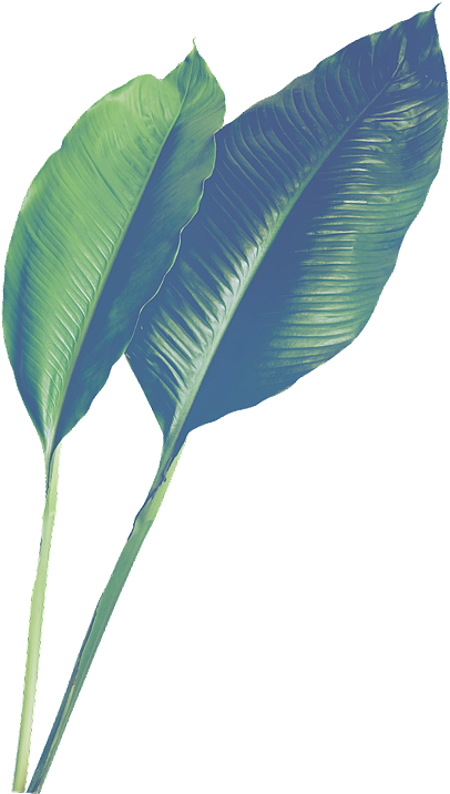 PNG作品 植物 绿叶 盆栽 花卉 芭蕉叶 芦荟 装饰元素（图ZMTc5MzI1NDAw） - 其他 - 站酷设计师青柠味原创素材 - 站酷ZCOOL
