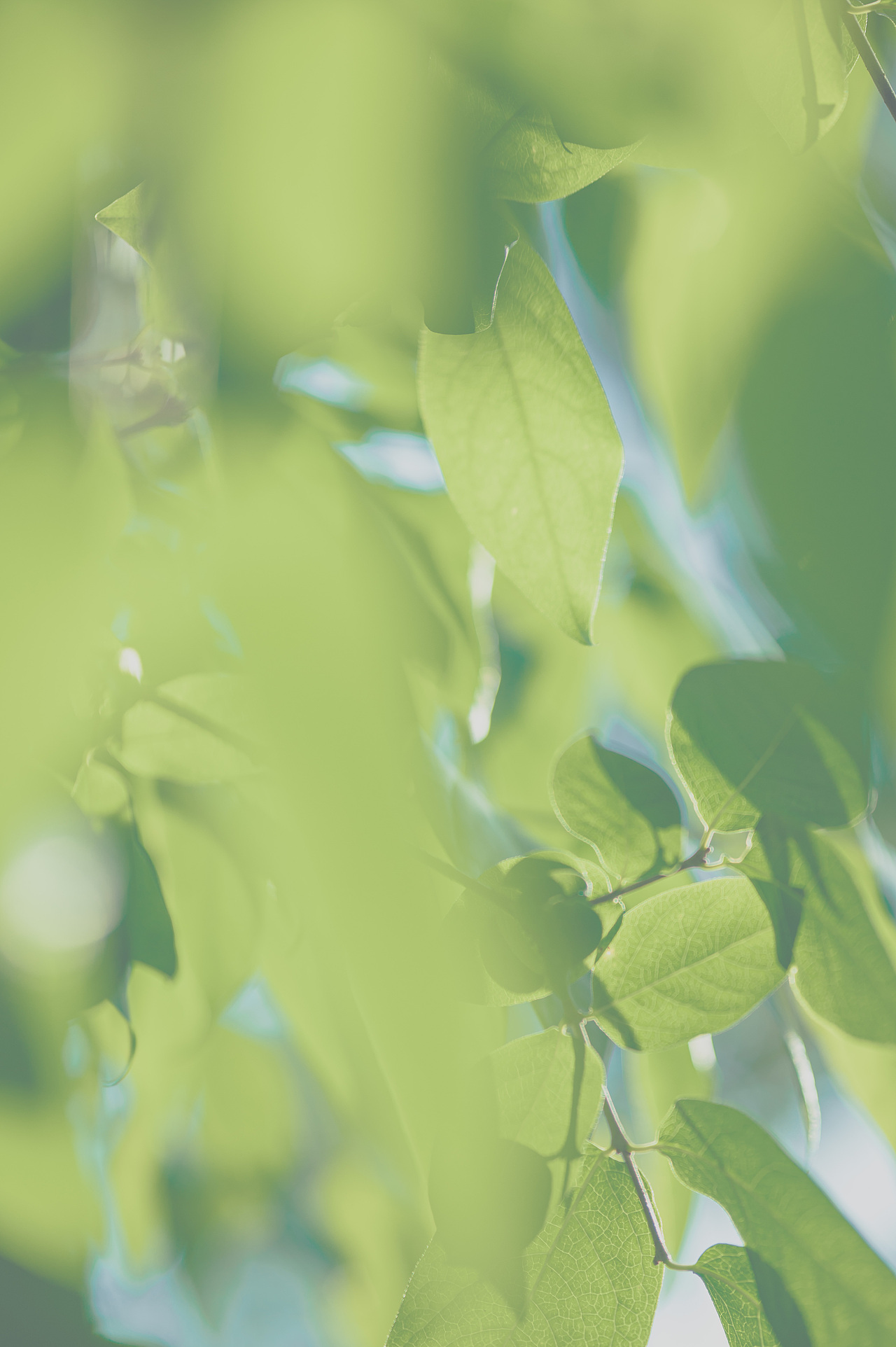 七里山塘街随拍（图ZMzA5ODk2MjA4） - 风光摄影 - 站酷设计师摄影师禧龙猫原创素材 - 站酷ZCOOL