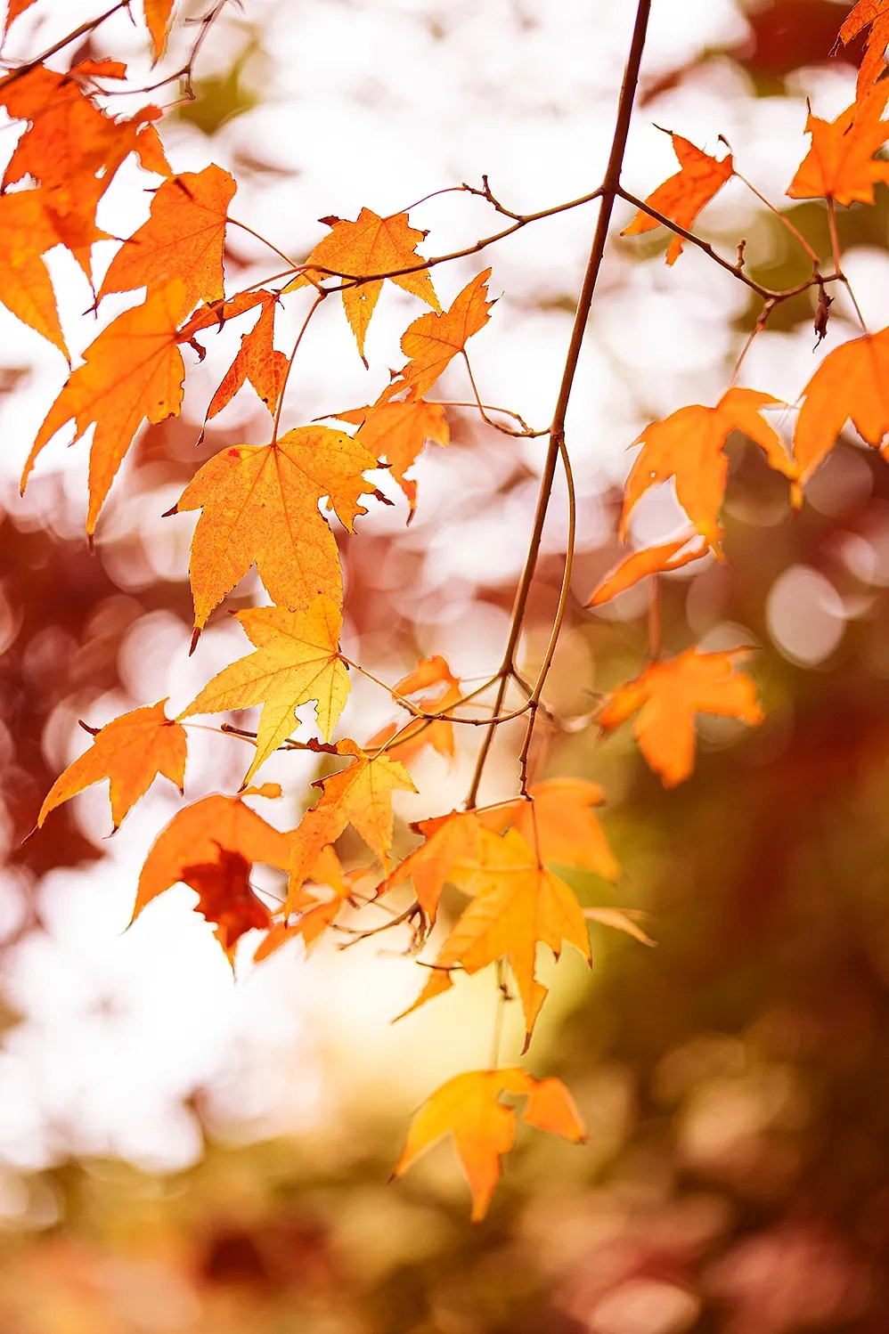 文字与照片的结合,那片银杏