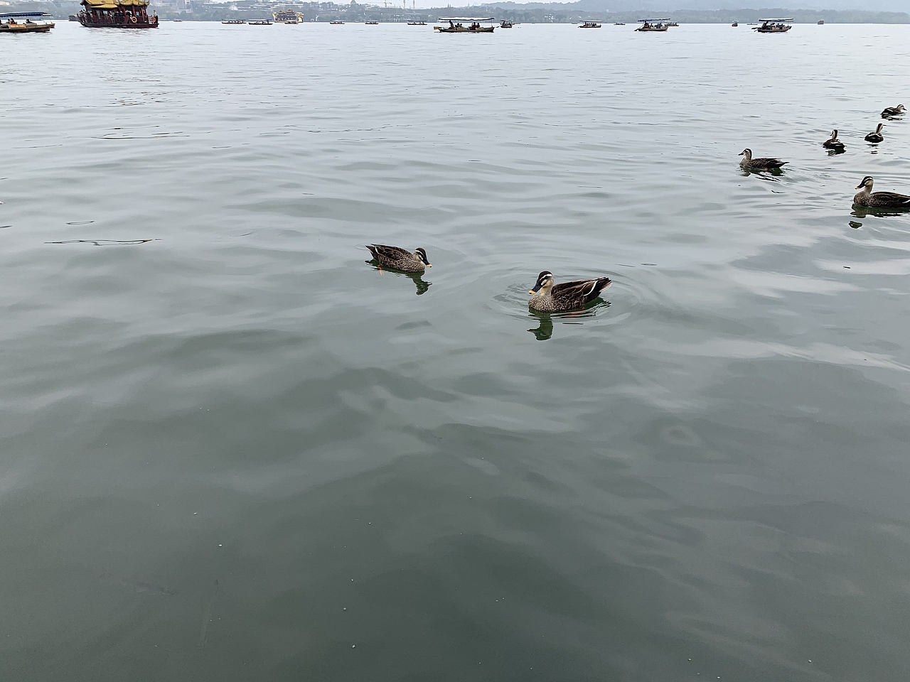 桃花春木渌,水上鸳鸯浴。