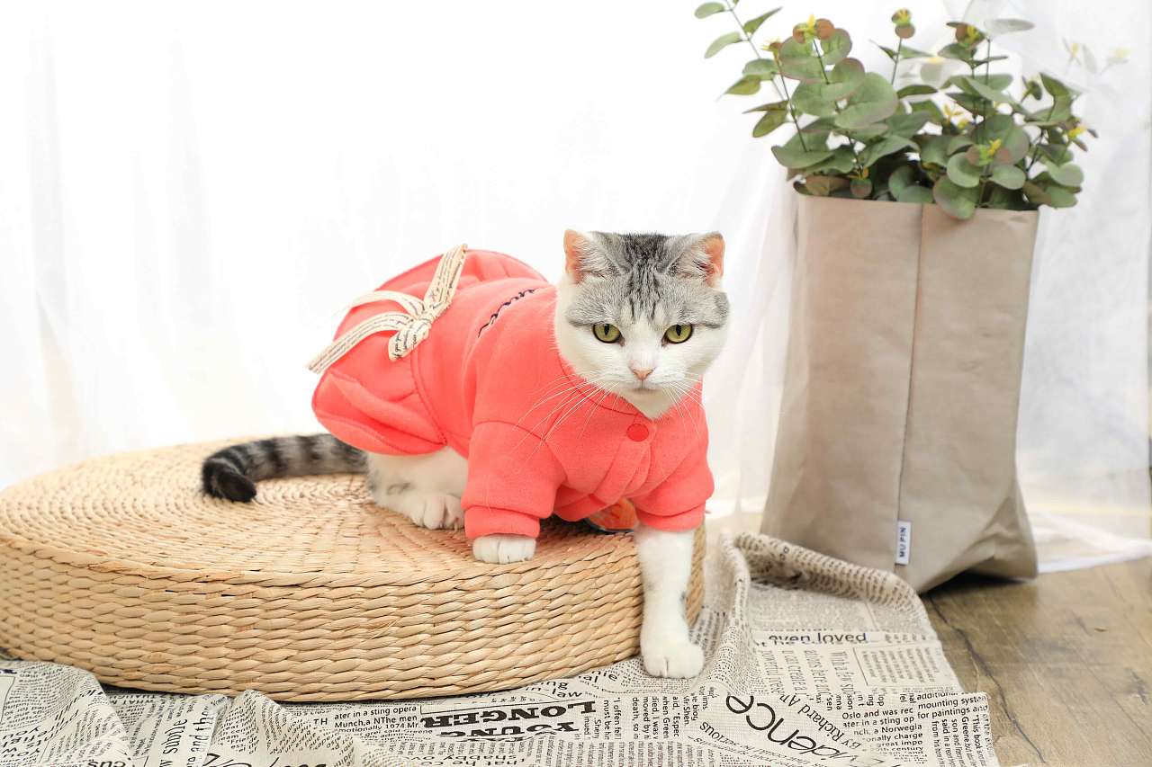 怎么给猫咪做衣服图片,猫衣服样板制图,旧布做猫衣服(第2页)_大山谷图库