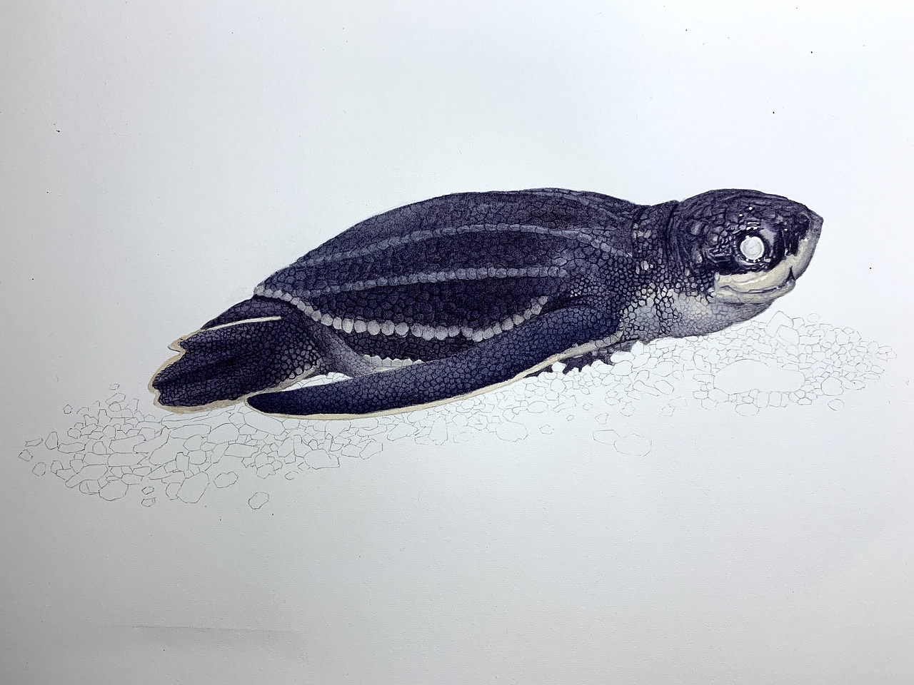 水彩写实动物—龟龟出壳系列（图ZMjA3NDIwOTA4） - 商业插画 - 站酷设计师喵喵LC原创素材 - 站酷ZCOOL