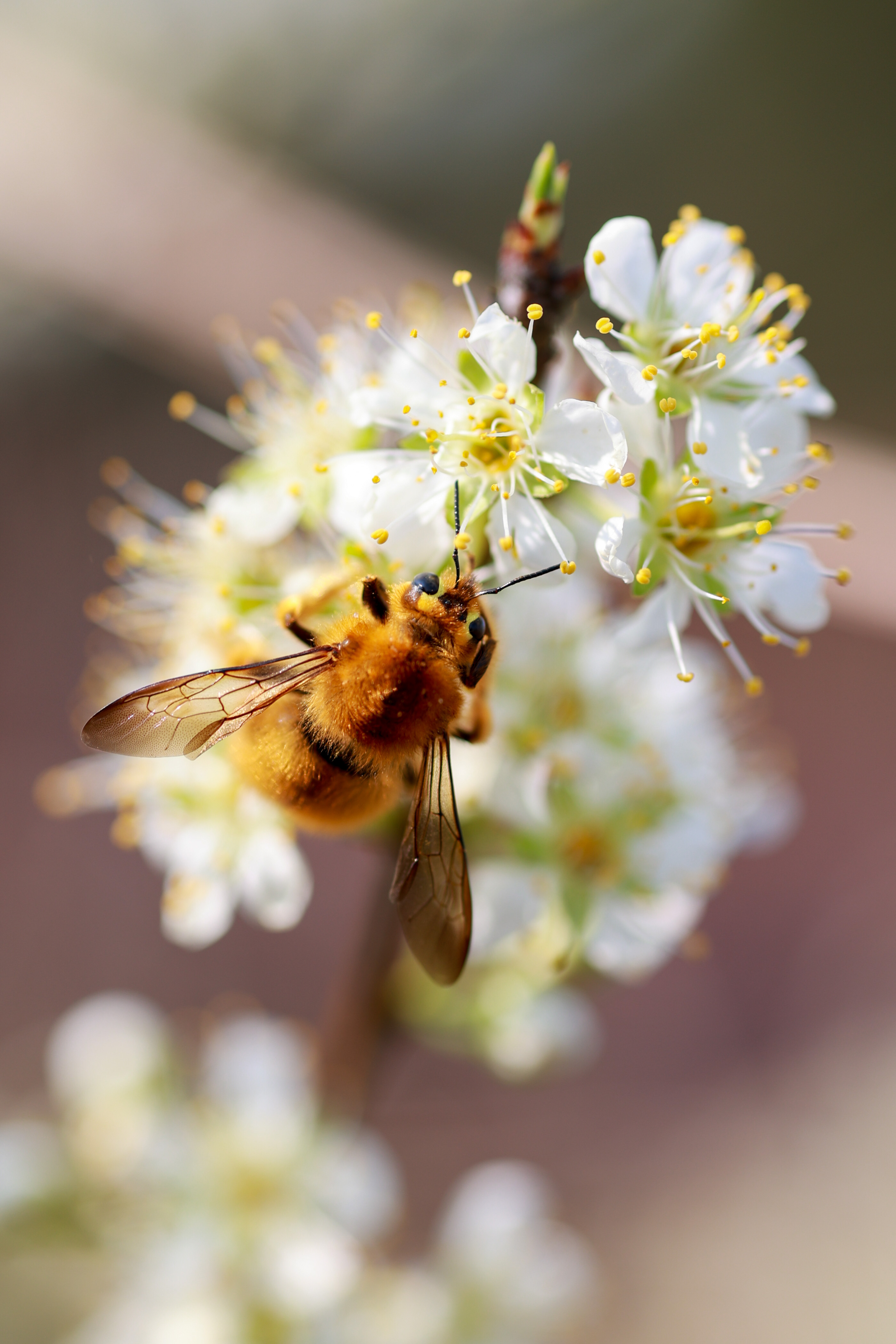 肥嘟嘟毛茸茸的蜜蜂与李花