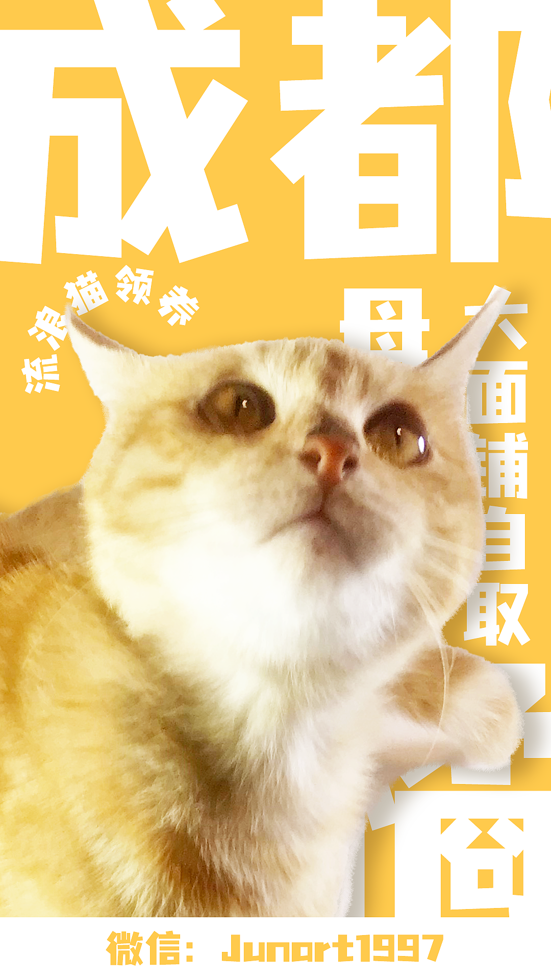 流浪猫领养海报|平面|海报|东风不识相 - 原创作品 - 站酷 (zcool)