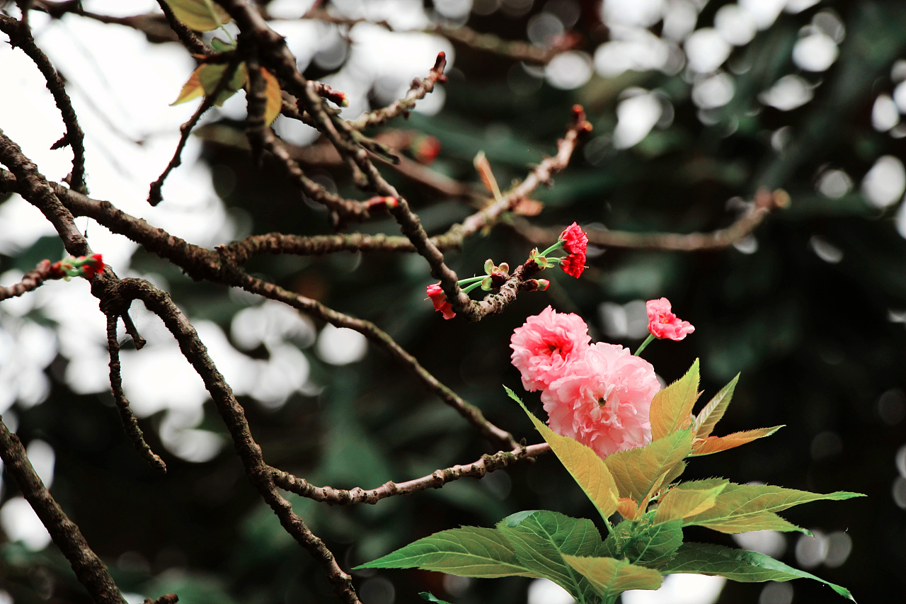 陌上花开时