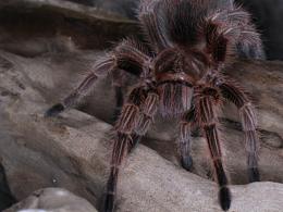 昆蟲&爬行動物近距離攝影