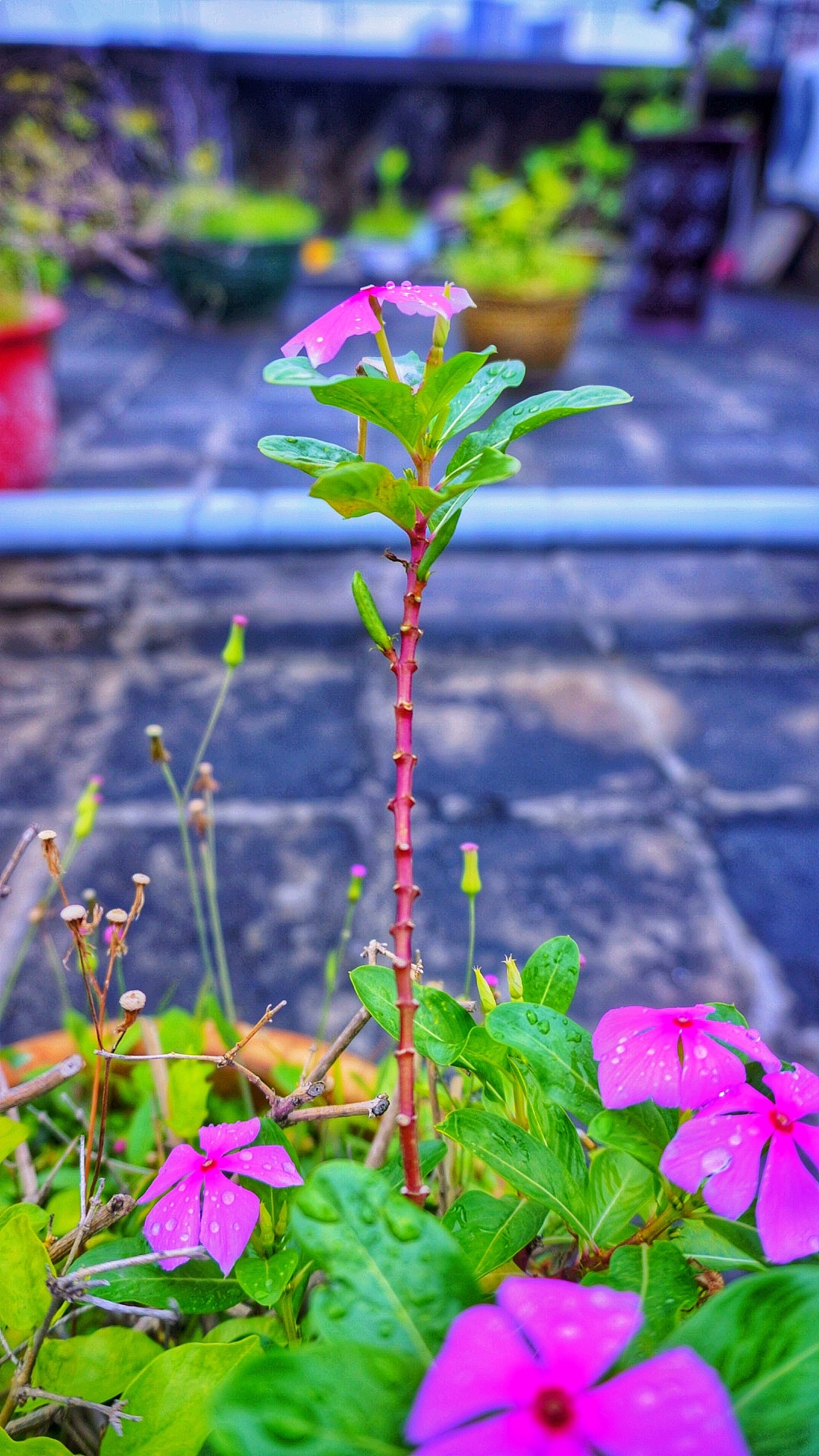 綠色系列 攝影作品